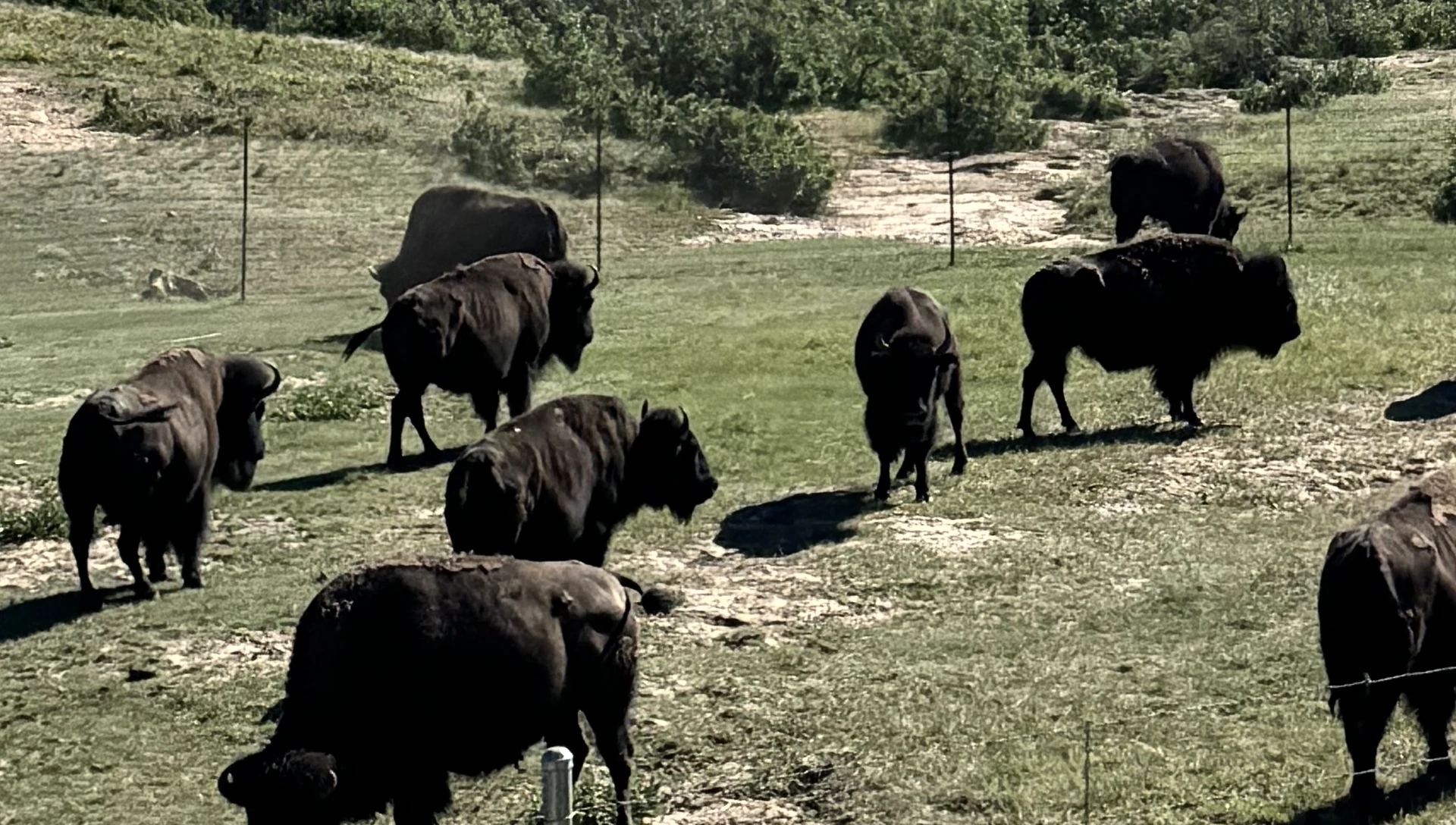 A herd of bison grazing in open grassland