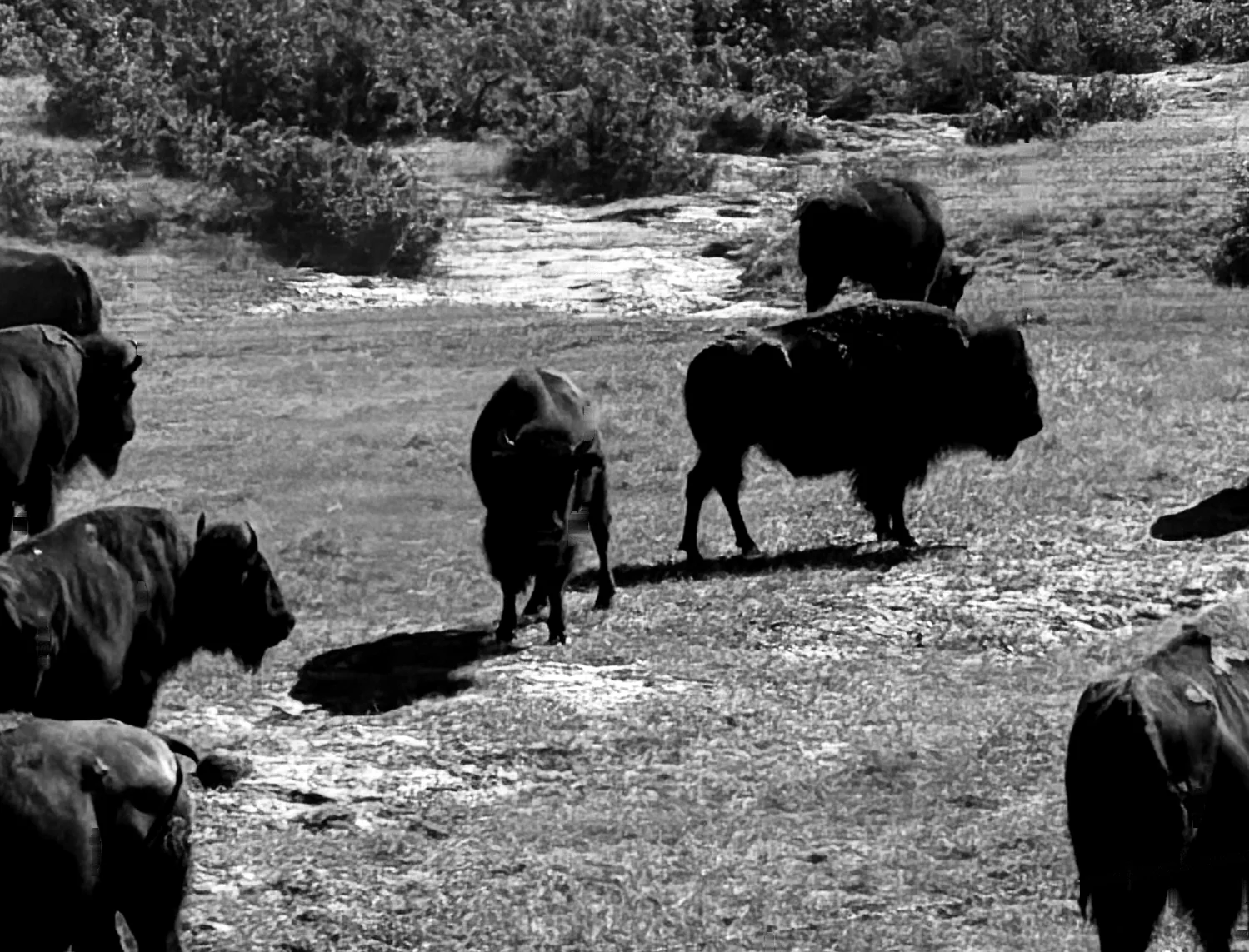 Bison grazing and walking in open grassland